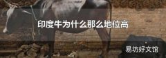印度牛为什么那么地位高