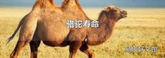 骆驼寿命