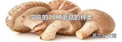 常吃的20种蘑菇的种类