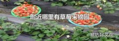 附近哪里有草莓采摘园