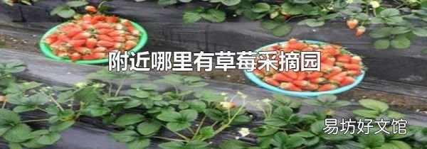 附近哪里有草莓采摘园