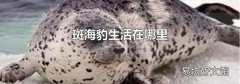 斑海豹生活在哪里