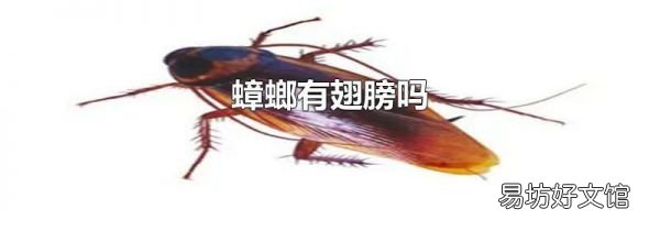 蟑螂有翅膀吗