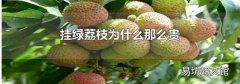 挂绿荔枝为什么那么贵