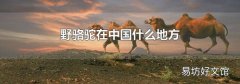 野骆驼在中国什么地方