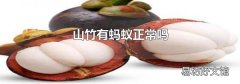 山竹有蚂蚁正常吗