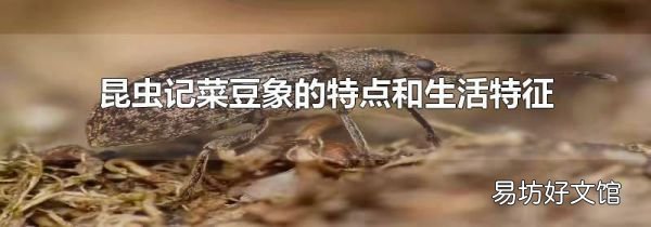 昆虫记菜豆象的特点和生活特征
