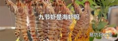 九节虾是海虾吗