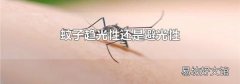 蚊子趋光性还是避光性