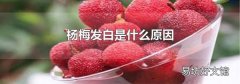 杨梅发白是什么原因