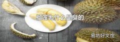 榴莲为什么是臭的