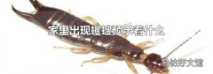 家里出现蠼螋预示着什么