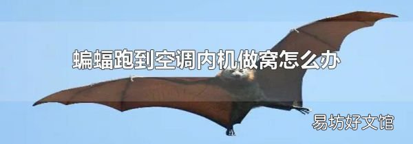 蝙蝠跑到空调内机做窝怎么办