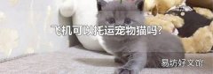 飞机可以托运宠物猫吗?