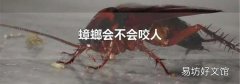 蟑螂会不会咬人