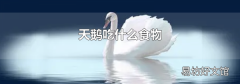 天鹅吃什么食物