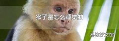 猴子是怎么睡觉的