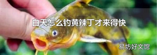 白天怎么钓黄辣丁才来得快