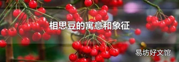 相思豆的寓意和象征