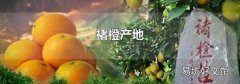 褚橙产地