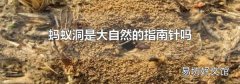 蚂蚁洞是大自然的指南针吗