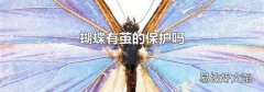 蝴蝶有茧的保护吗