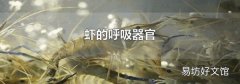 虾的呼吸器官