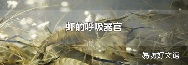 虾的呼吸器官