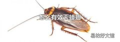 怎么有效灭蟑螂