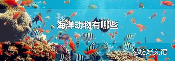 海洋动物有哪些