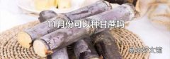 11月份可以种甘蔗吗