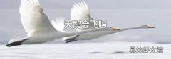 天鹅会飞吗