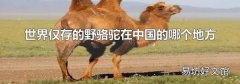 世界仅存的野骆驼在中国的哪个地方
