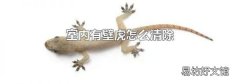 室内有壁虎怎么清除