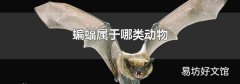 蝙蝠属于哪类动物