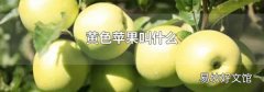 黄色苹果叫什么
