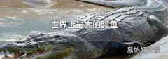 世界上最大的鳄鱼