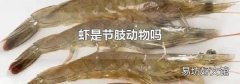 虾是节肢动物吗