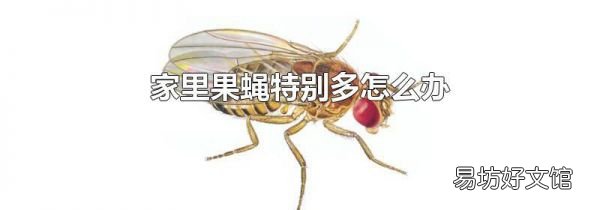 家里果蝇特别多怎么办