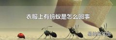 衣服上有蚂蚁是怎么回事
