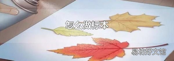怎么做标本