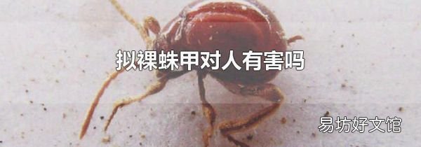 拟裸蛛甲对人有害吗