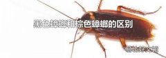 黑色蟑螂和棕色蟑螂的区别