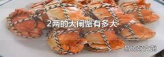 2两的大闸蟹有多大