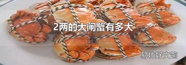 2两的大闸蟹有多大