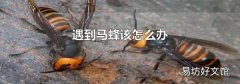 遇到马蜂该怎么办