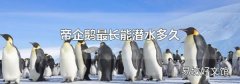帝企鹅最长能潜水多久