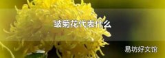 皱菊花代表什么