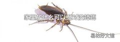 家里放什么可以绝对没蟑螂