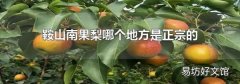 鞍山南果梨哪个地方是正宗的